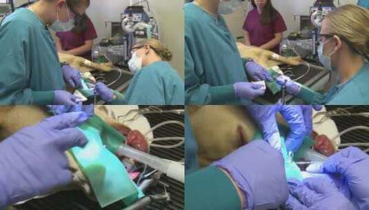 狗狗因牙齿断裂在兽医办公室接受手术高清在线视频素材下载