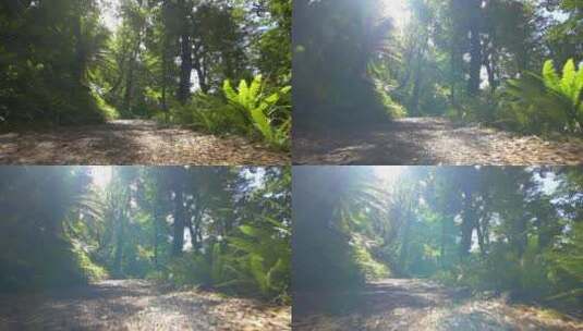 阳光下的雨林景观高清在线视频素材下载