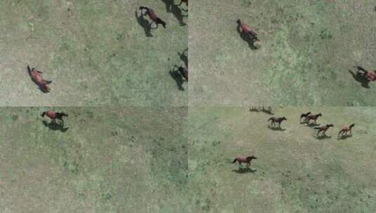 内蒙古赤峰草原马群高清在线视频素材下载