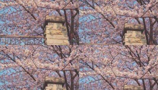 武汉理工大学春天蓝天下满树的樱花绽放高清在线视频素材下载