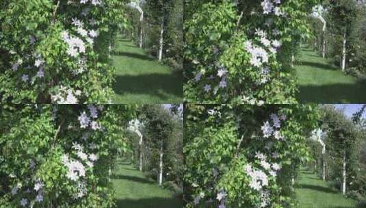 铁牵连花园植物园高清在线视频素材下载