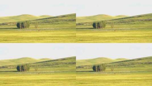 内蒙古锡林浩特草原阳光羊群航拍709高清在线视频素材下载