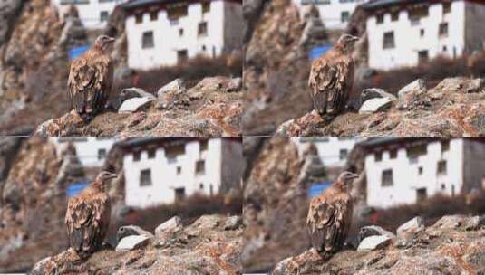 高原秃鹫鹰高清在线视频素材下载