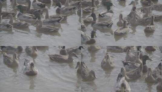 鸭子野鸭养殖鸭子特写LOG高清在线视频素材下载