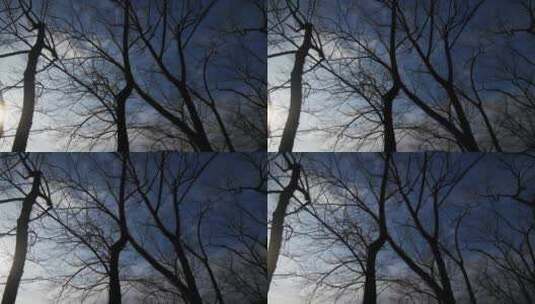 实拍冬天蓝天枯萎树枝高清在线视频素材下载