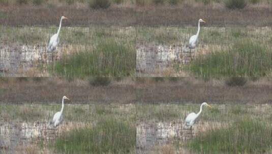 漫步在沼泽中的白色小鸟高清在线视频素材下载