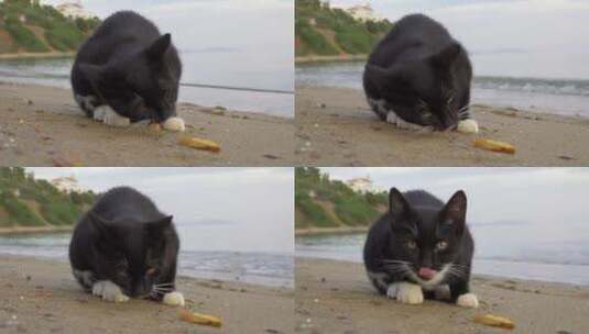 猫在吃掉下来的薯条高清在线视频素材下载