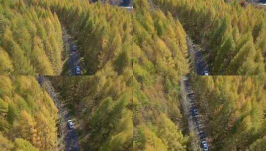 《4K超清》秋天枫叶色彩秋景航拍高清在线视频素材下载