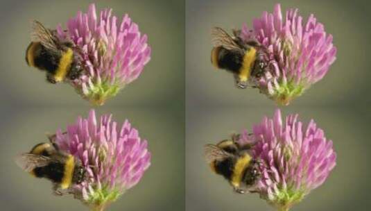 蜜蜂采花粉特写高清在线视频素材下载