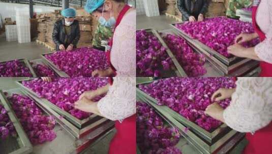 济南平阴玫瑰鲜花制作工艺高清在线视频素材下载