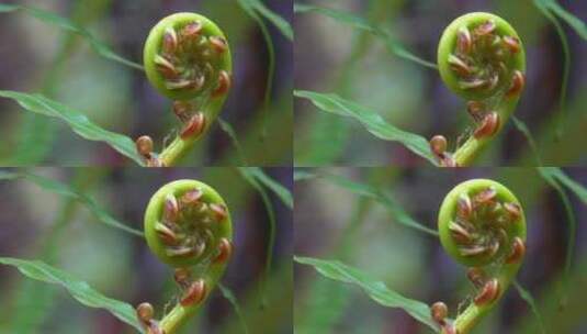 雨后山林湿润植物生长乌毛蕨高清在线视频素材下载