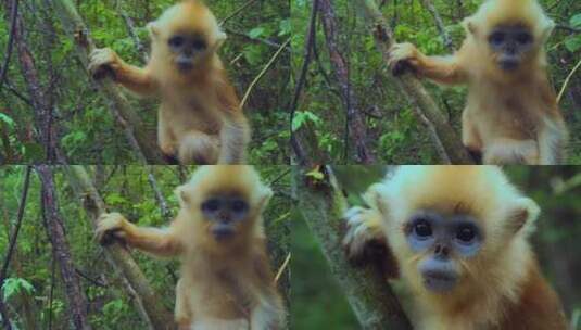 金丝猴幼崽高清在线视频素材下载