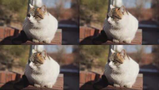 猫在阳台休息晒太阳高清在线视频素材下载