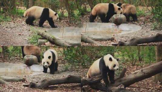 成都熊猫基地的大熊猫高清在线视频素材下载