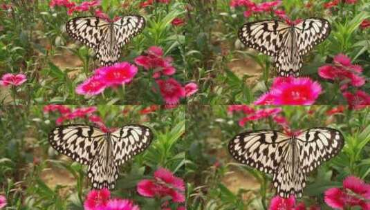 花上美丽蝴蝶高清在线视频素材下载