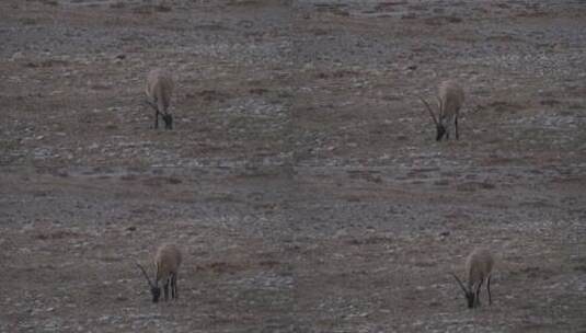 野生动物藏羚羊高清在线视频素材下载