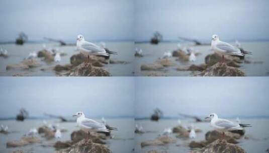 云南滇池的海鸥高清在线视频素材下载