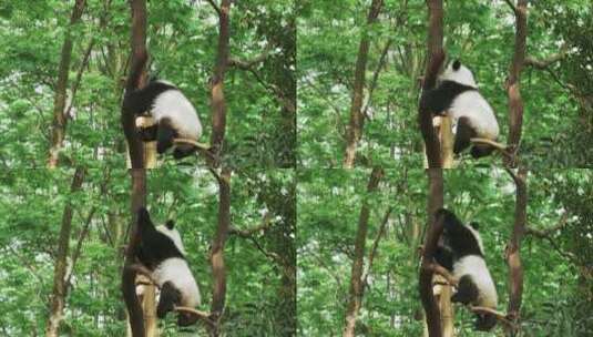 幼年大熊猫在树枝上玩耍攀爬高清在线视频素材下载