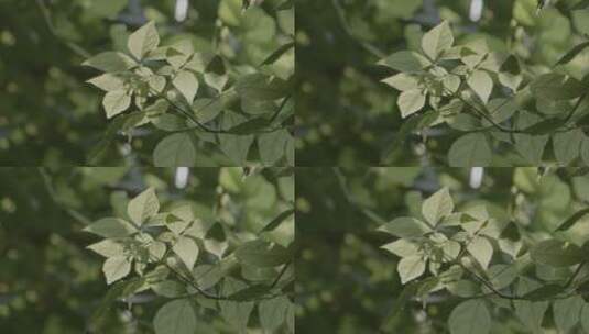 绿色逆光树叶高清在线视频素材下载