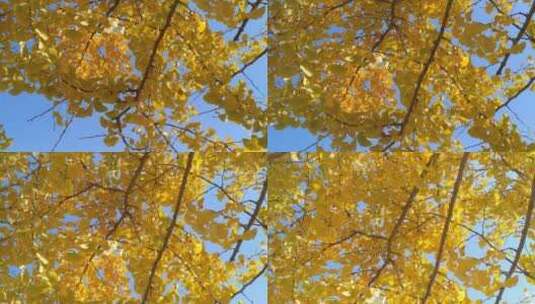 阳光银杏树树叶高清在线视频素材下载