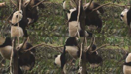 四只国宝大熊猫在树上玩耍高清在线视频素材下载