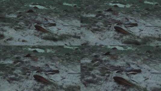 海底下的螃蟹高清在线视频素材下载