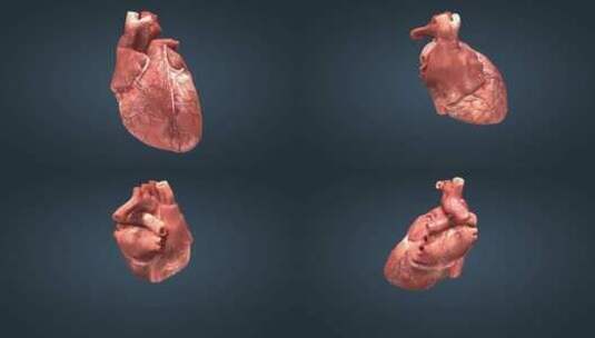 医学人体重要器官心脏跳动三维动画05高清在线视频素材下载