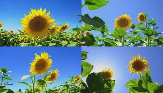 蓝天下的向日葵空镜高清在线视频素材下载