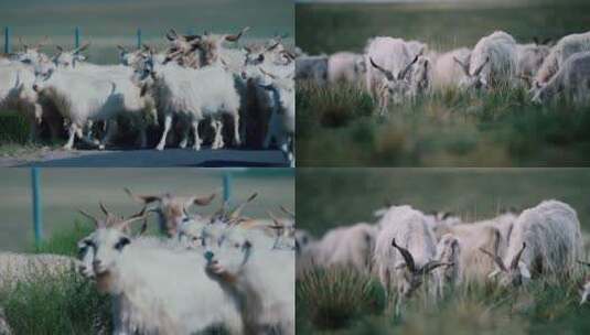 【合集】草原山羊羊群放牧高清在线视频素材下载