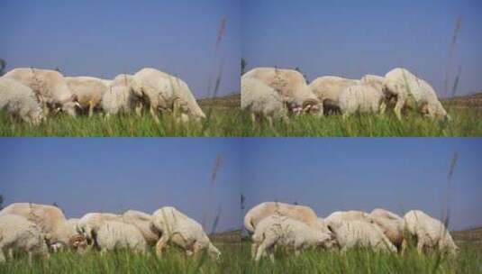 西北养羊人羊群高清在线视频素材下载