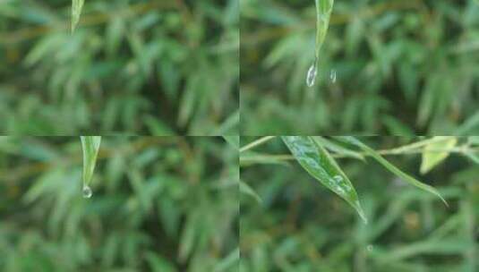 叶子雨滴高清在线视频素材下载