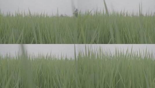 水稻田和水稻高清在线视频素材下载