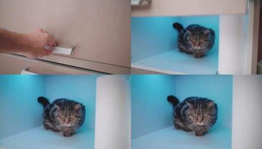 躲在厨房柜子里的猫4K高清在线视频素材下载