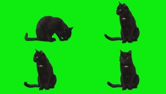 一只大黑猫高清在线视频素材下载