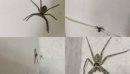 大蜘蛛毒蜘蛛农村蜘蛛房间里的蜘蛛高清在线视频素材下载