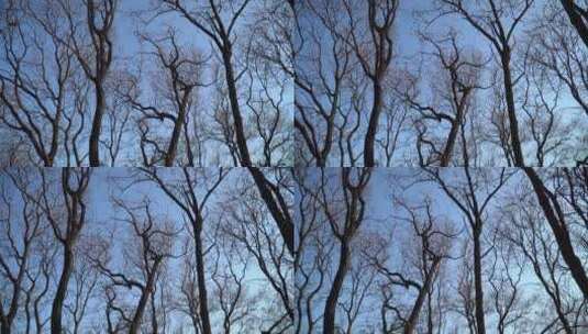 冬天的树木树枝高清在线视频素材下载