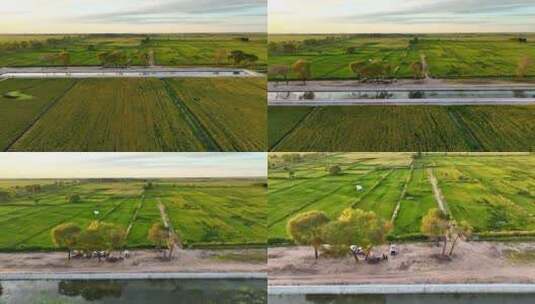 金色水稻田，丰收的景象看得见。高清在线视频素材下载