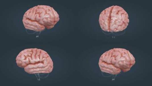 医学动画人体器官大脑中枢神经全息三维动画高清在线视频素材下载