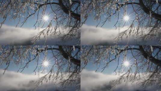 冬日阳光 柳树冰挂高清在线视频素材下载