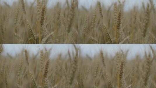 成熟的麦子高清在线视频素材下载