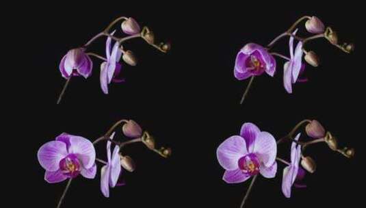 淡紫色花朵夜间开放延时高清在线视频素材下载