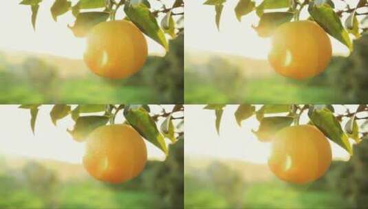 阳光下枝头的橙子高清在线视频素材下载