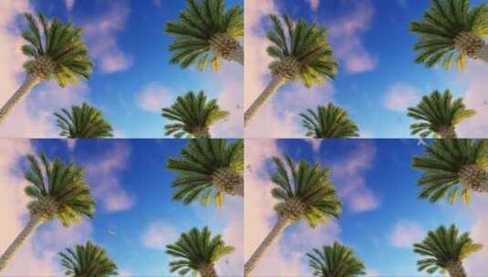 棕榈树在天空下高清在线视频素材下载