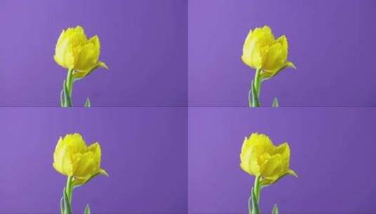 郁金香开花的延时摄影 (2)高清在线视频素材下载