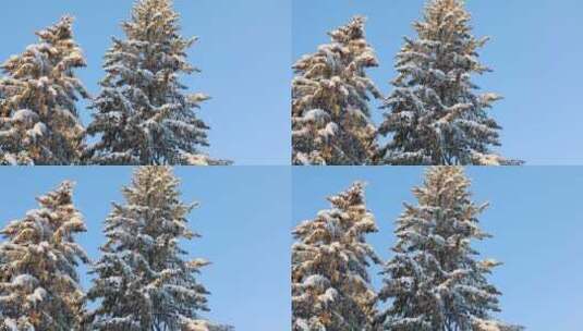 冬季明媚森林大雪松树唯美风景高清在线视频素材下载