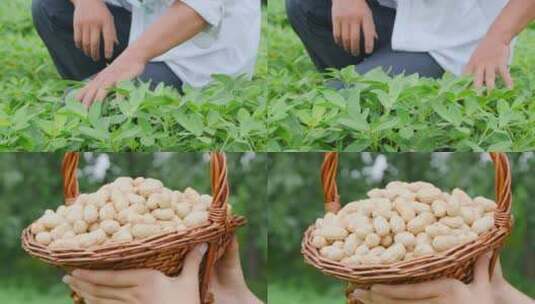 花生种植高清在线视频素材下载