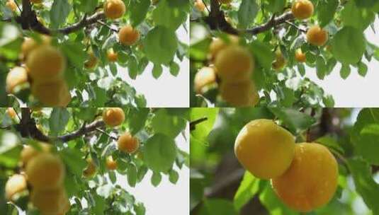 特写杏树  成熟杏 天然杏   摘成熟杏 合集高清在线视频素材下载