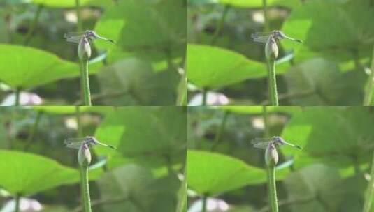 蜻蜓立在荷花花苞上高清在线视频素材下载