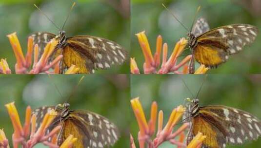 正在采蜜的蝴蝶特写镜头高清在线视频素材下载
