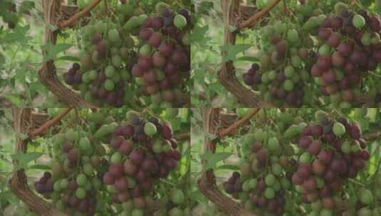 三农葡萄高清在线视频素材下载
